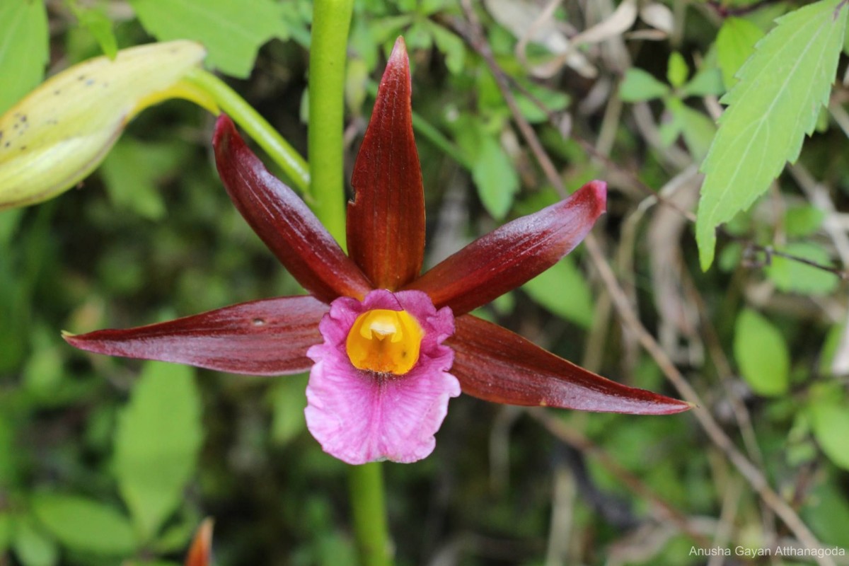 Phaius wallichii Lindl.